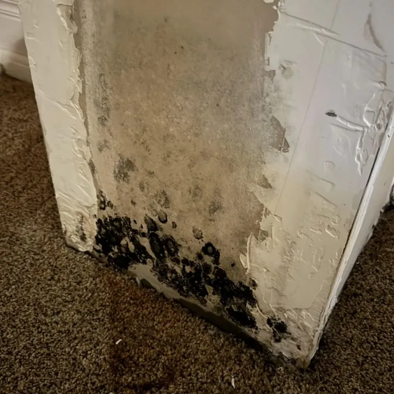 Professional Mold Removal in Olive Hill, KY